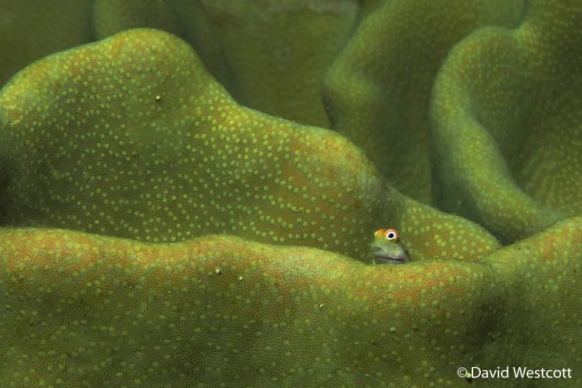 David Westcott's entry "Well, Hello!" won the animal habitat section of the competition. Photo: Australian Geographic