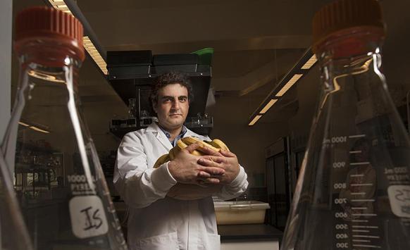 stergiopoulos_banana_research 2