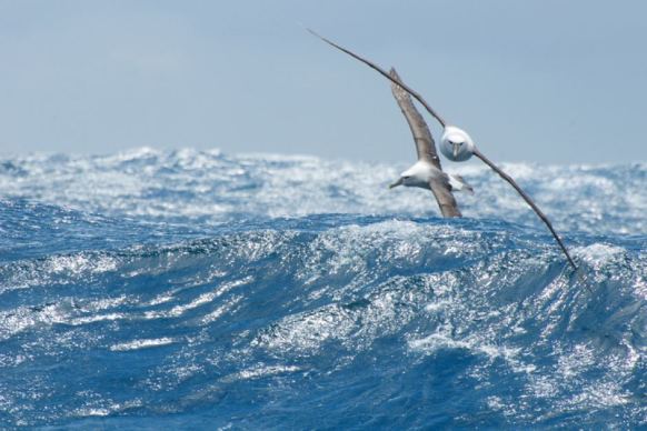 albatross