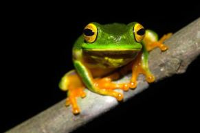 Cape York Tree Frog