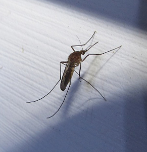 mosquito