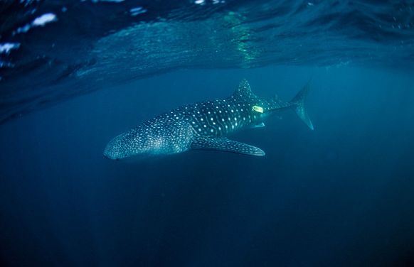A tagged whale shark off the coast of Africa.