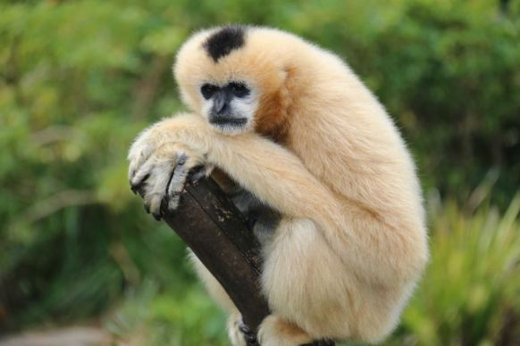 pregnant white cheeked gibbon