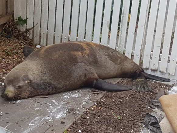 Seal goes on rampage in Tasmanian town