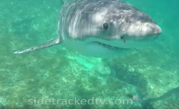 The shark circled Mr Gibb for several minutes before swimming away. Photo: YouTube.