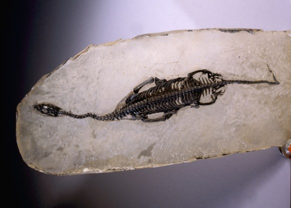 what really killed the dinosaurs