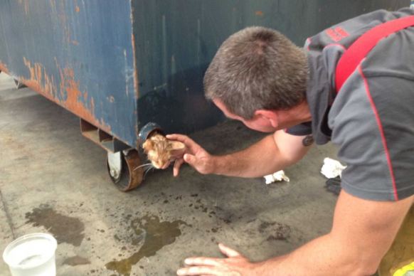 Kitten stuck in dumpster