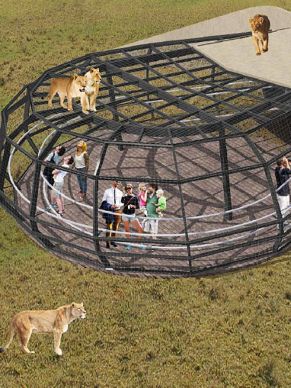 An artist's impression of the lion cage at Monarto Zoo.