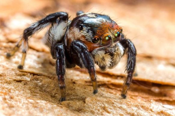 A new species of peacock spider