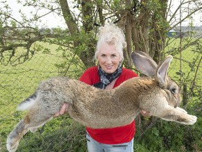 United Airlines rabbit