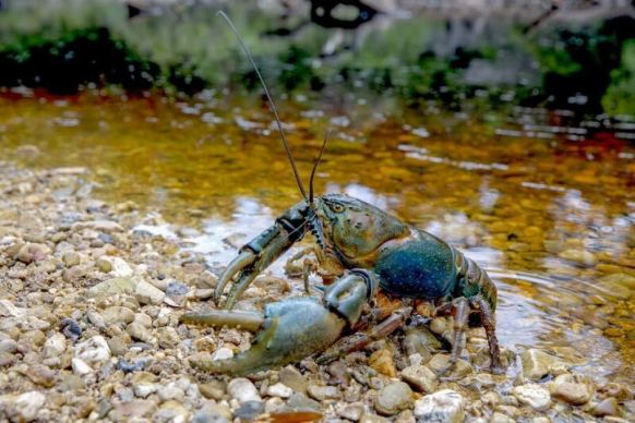 Giant freshwater crayfish