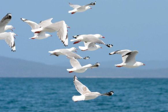 Silver gulls in flight