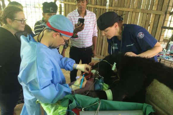 Vet team operates on Nyan htoo