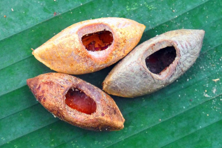 giant rat nuts chewed