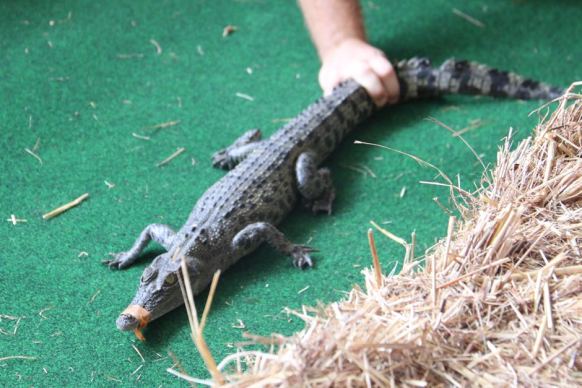 Crocodile at Berry Springs on Cup Day