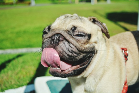 Close-Up Of Dog Sticking Out Tongue Outdoors