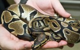 a man holds a young ball python
