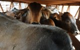 live cattle export ban