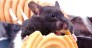 Mice on a high-fat diet, but bred with a missing gene, failed to gain weight. 