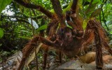 Goliath birdeater spider Piotr Naskrecki