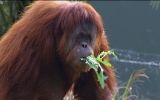 Pregnant orangutan despite being on contraceptives