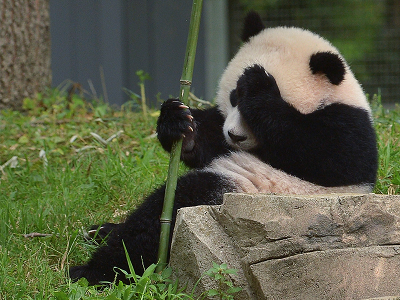 Bao Bao eating bamboo
