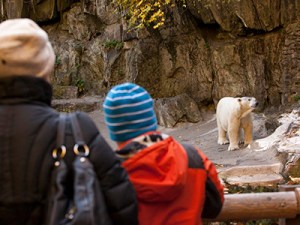 polar-bear-200215-newdaily