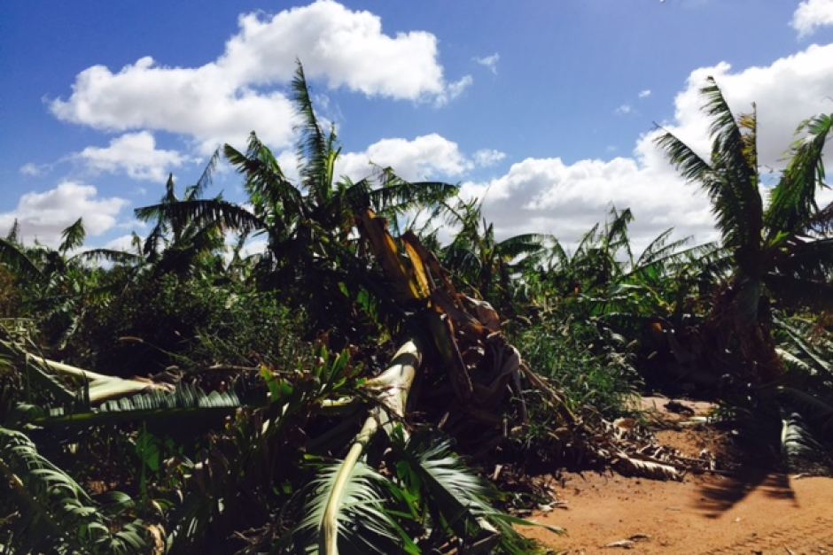 Cyclone Olwyn has destroyed banana plantations and crops.