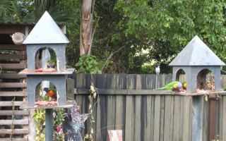 rainbow lorikeets eating meat