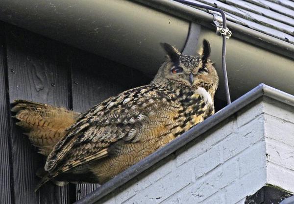 a european eagle owl dubbed 'terror owl' by dutch residents has been caught after 50 attacks on humans