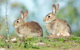 Rabbits cost Australia $200 million a year in lost agricultural production.