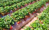 strawberry pesticide