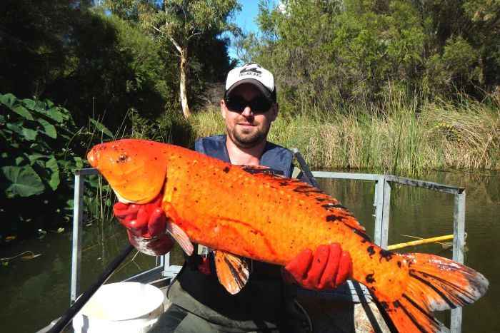 Once an aquarium fish, this Koi was found in a southwest WA waterway.