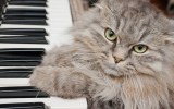 cats classical music