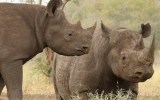 Rhino horn remains valuable and in demand.