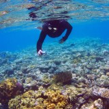 Diver dies at Barrier Reef