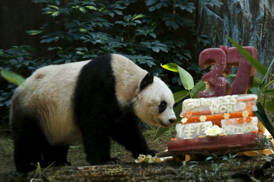 Giant panda Jia Jia walks near a birthday cake made from ice and vegetables.