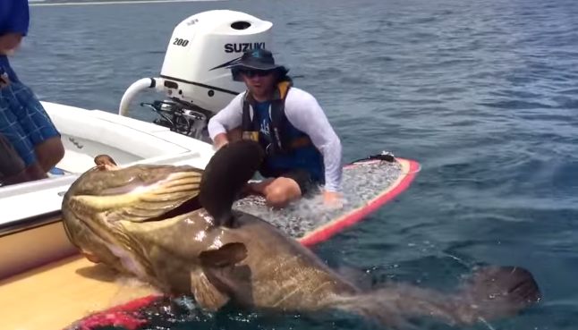 giant fish caught on paddleboard