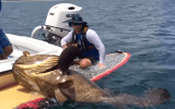 giant fish caught on paddleboard