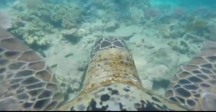 A GoPro was fitted on to the back of this turtle to highlight issues in the reef.