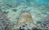 A GoPro was fitted on to the back of this turtle to highlight issues in the reef.