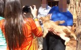 Tourists are able to interact with lion cubs in a facility in Southern Africa.