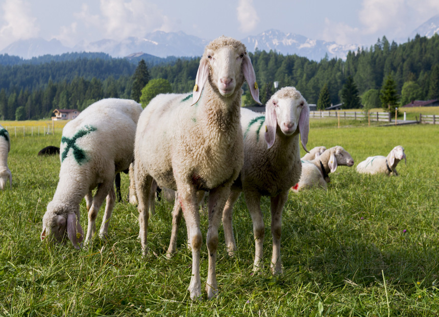 getty sheep mafia boss