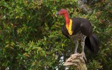 Brush turkey