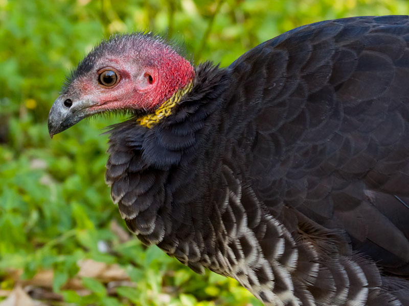 It's almost impossible to move a Brush turkey once it has started building.