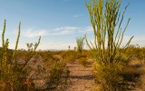 Big Bend National Park, Ocitillo in Chihuahuan Desert.