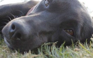 Owner can view live-streaming webcams to check in on their pets while on holidays.