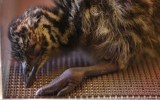 emu chick