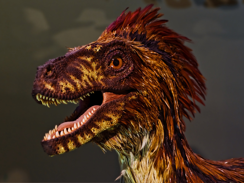 feathery dinosaur