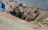 lion cubs